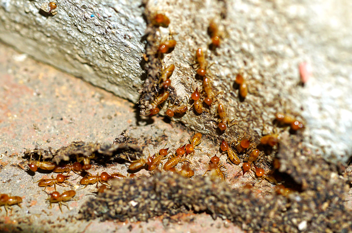 Diagnostic termites